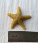 starfish