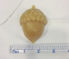 acorn