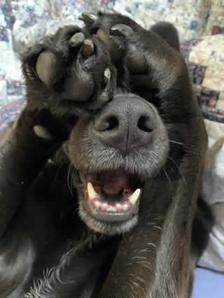 May be an image of dog