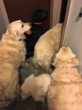 Image may contain: dog