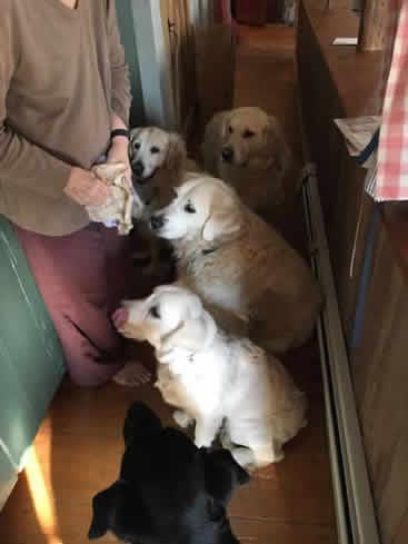 Image may contain: dog