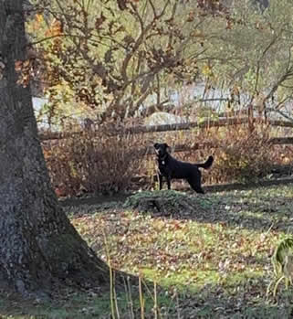 Image may contain: tree, dog, outdoor and nature