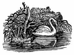 Flora & Fauna (Page5) - stock illustration clip art. Buy royalty free ...